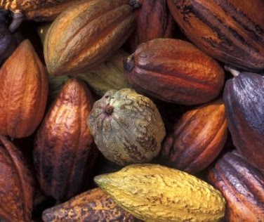 カカオ画像